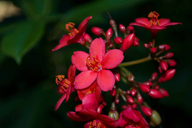 istock Blooms of the Jatropha Tree (Red Buddha Belly) at Dusk 93201865