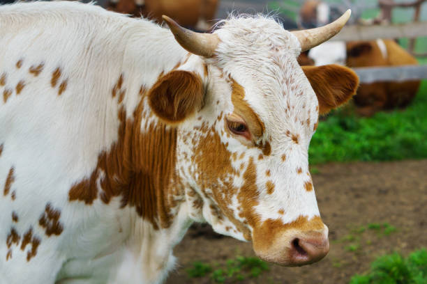 istock Classic rural farm cowshed. Milking cows. Cows in stable eating grass. White, red, brown cows in front of mountain landscape. Farming and animal husbandry concept. 932019294