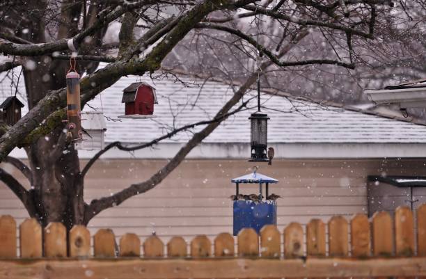 istock Backyard scene. Birds eating from birds feeders . 932021576
