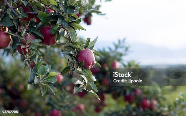 레드 사과나무 오카 나간브리티시 컬럼비아 과수원 켈로나에 대한 스톡 사진 및 기타 이미지 - 켈로나, 사과, 오카나간 계곡-브리티시 컬럼비아