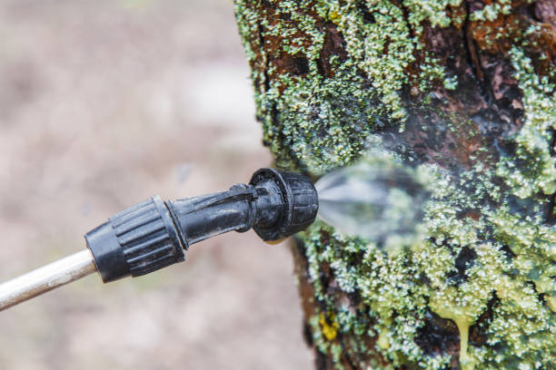 sprinkling of trees with iron vitriol - inkstone imagens e fotografias de stock