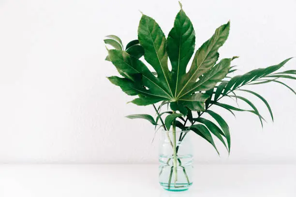 Photo of Modern plant in white interior. Clean abstract background