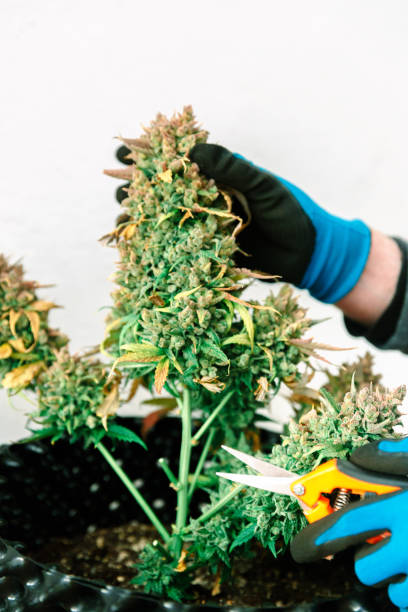 istock Scissors Trimming Mature Indoor Marijuana Bud for Harvest 932022906