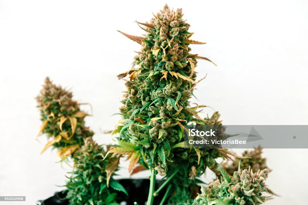 Pianta di cannabis che cresce su una pentola con fiori tardivi pronti per la raccolta - Foto stock royalty-free di Germoglio