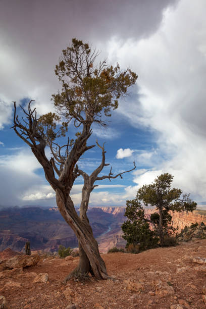 istock Two Trees at the Grand Canyon 932023028