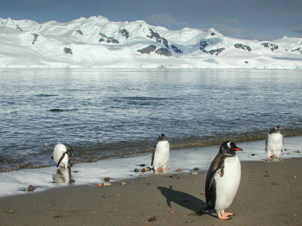 wilde gentoo penguins am ufer stehen - pebble gentoo penguin antarctica penguin stock-fotos und bilder