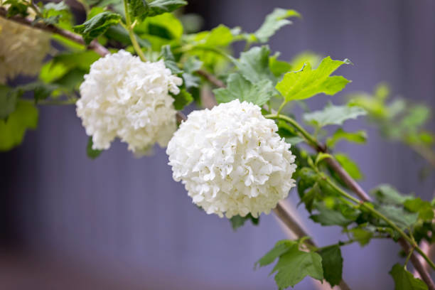 Snowball Bush Blossom Two large blossoms of a snowball bush. arrowwood stock pictures, royalty-free photos & images