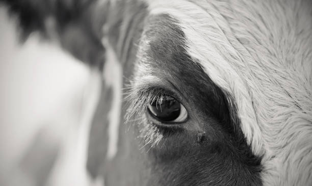 istock Not the color eyes red cow and the fly 932029226