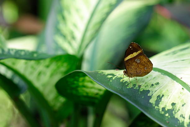 Butterfly on the leaf stock photo