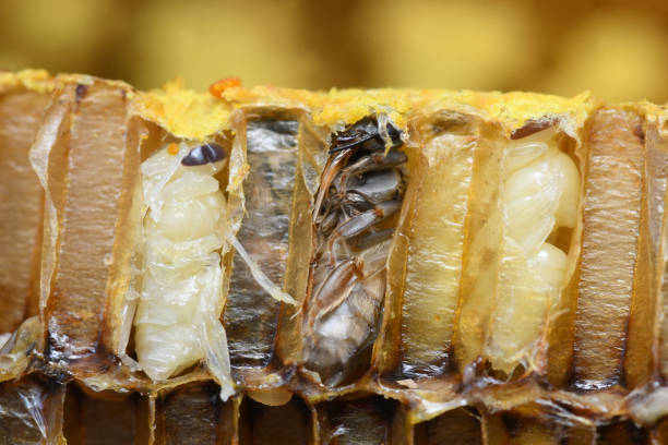 Pupa Honey Bee in bee hive. Pupa Honey Bee in bee hive. pupa stock pictures, royalty-free photos & images