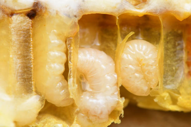 istock Larva Honey Bee in Bee hive. 932029762