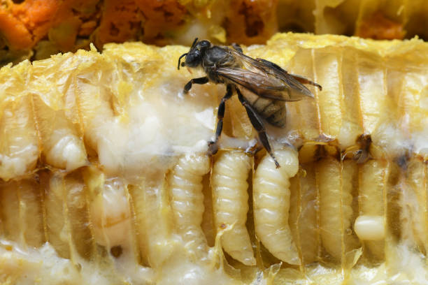 istock Larva Honey Bee in Bee hive. 932029770