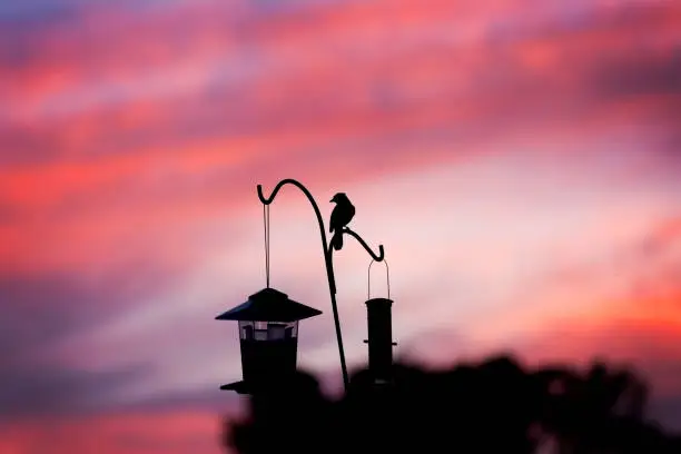 Photo of Blue Jay Silhouette at Sunset