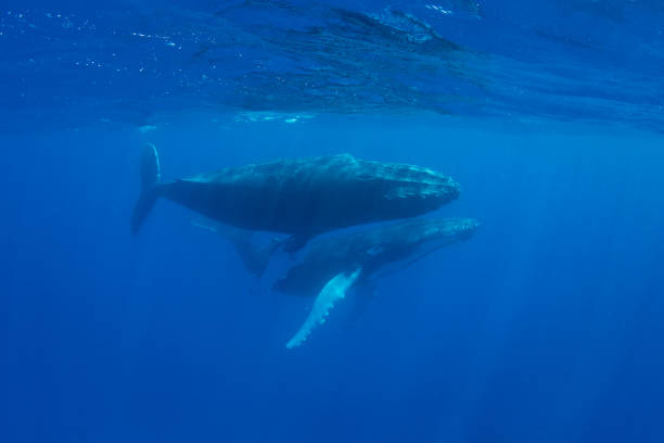 istock Humpback Whales in Blue Water 932035220