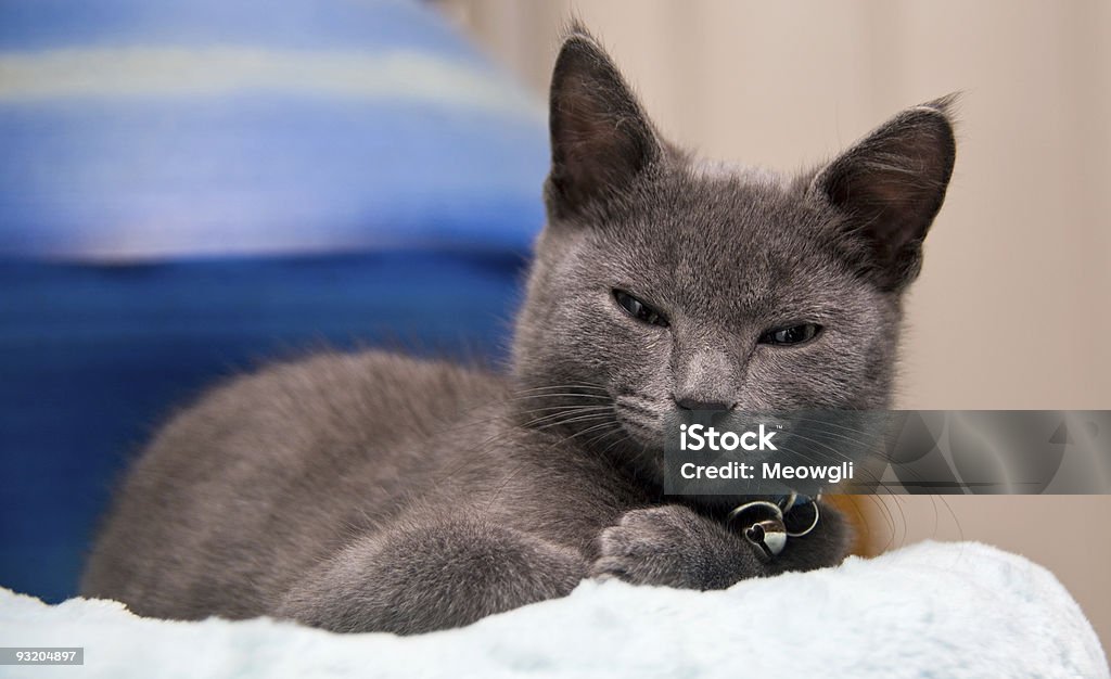 Sleepy grey Filhote de Gato awaking de uma sesta - Royalty-free Acordar Foto de stock