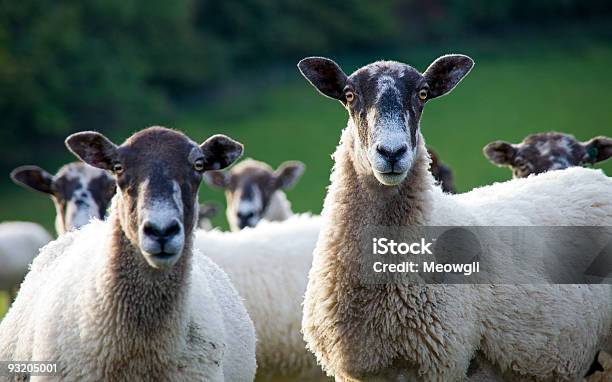 Photo libre de droit de Deux Moutons Regardant Vers La Caméra banque d'images et plus d'images libres de droit de Agneau - Animal - Agneau - Animal, Agriculture, Aliment