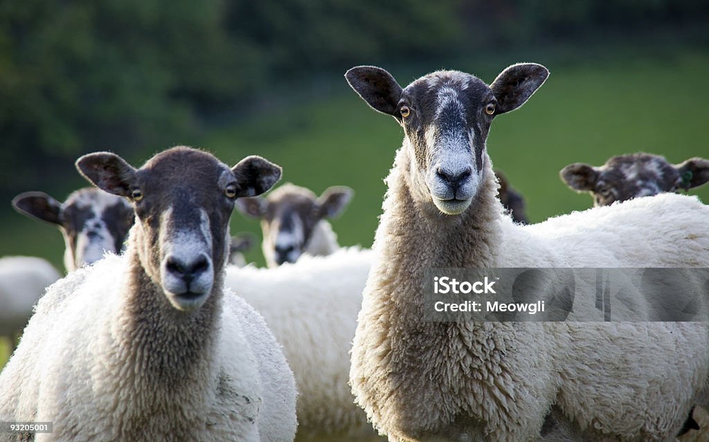 Две овцы, глядя в сторону камеры - Стоковые фото Англия роялти-фри