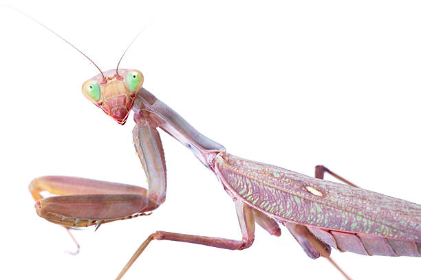 istock mantis stare to you 93205056