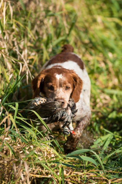 French Brittany Spaniel Hunting Dog stock photo