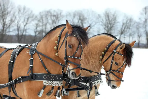 Harness driving horse team in winter day ready to go in winter country