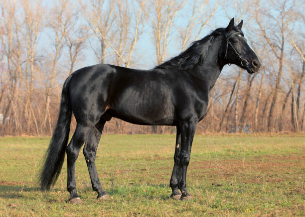 istock Thoroughbred black horse stallion 932050712