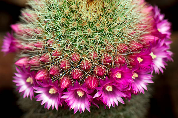 Cactus Flower stock photo