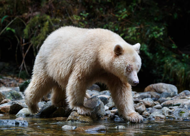 istock Kermode (Spirit) Bear hunting for salmon in Canada's Great Bear Rainforest 932051252