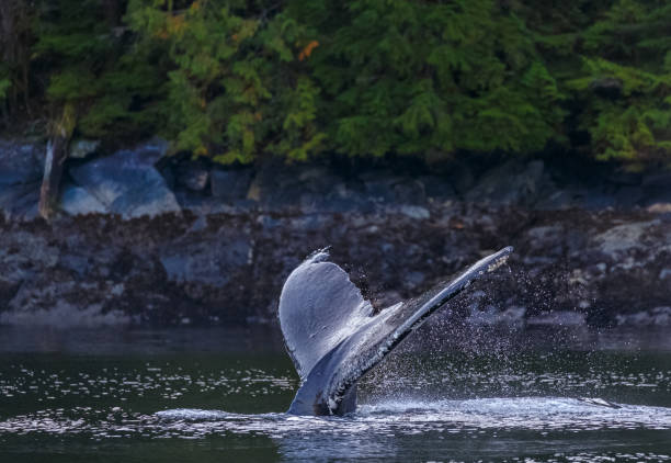 istock Humpback Whale Diving along British Columbia Coast, Canada 932051306