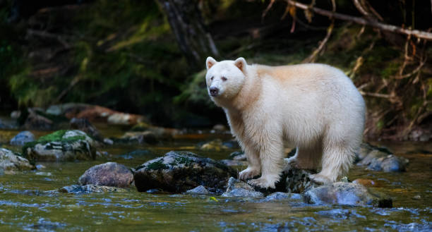 istock Kermode (Spirit) Bear hunting for salmon in Canada's Great Bear Rainforest 932051348