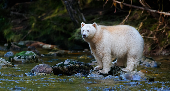 Kermode Bear
Spirit Bear
American Black Bear
Ursus americanus kermodei
Great Bear Rainforest
British Columbia, Canada