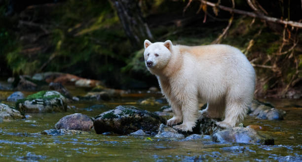 kermode (spirit) niedźwiedź polowanie na łososia w kanada's great bear rainforest - british columbia rainforest forest canada zdjęcia i obrazy z banku zdjęć