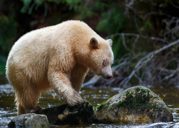 istock Kermode Spirit Bear in Canada's Great Bear Rainforest 932051488
