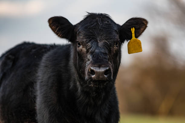 Black Angus calf close up Close up of black Angus calf with yellow ear tag and out-of-focus background calf photos stock pictures, royalty-free photos & images
