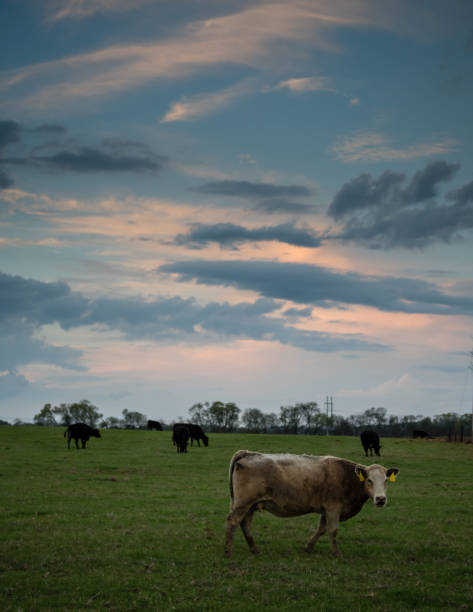 istock Brown cow and herd at sunset - vertical 932059262