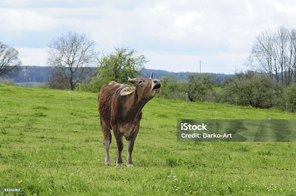 A cow  Domestic Cattle Stock Photo
