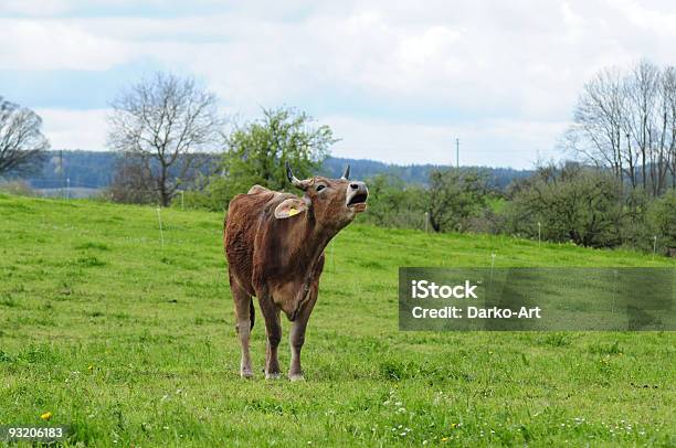 A Cow Stock Photo - Download Image Now - Domestic Cattle, Talking, Agriculture