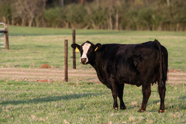 istock Black baldy cow in pasture 932064264