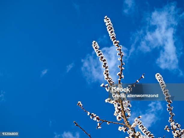 Foto de Flores De Damasco e mais fotos de stock de Azul - Azul, Branco, Céu - Fenômeno natural