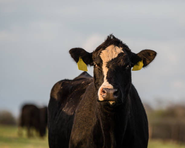 istock Angus crossbred cow close up 932073542