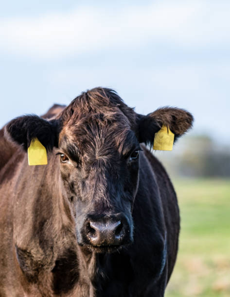 Black Angus cow close up - vertical Black Angus cow looking at the camera head-on with out-of-focus background in vertical format beef cattle stock pictures, royalty-free photos & images