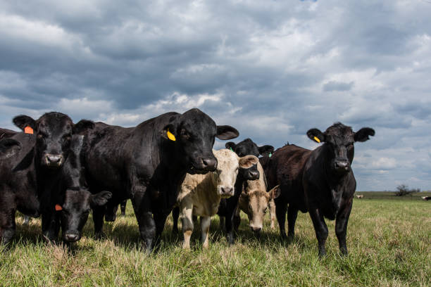 istock Bull with heifers in field - close up 932074366