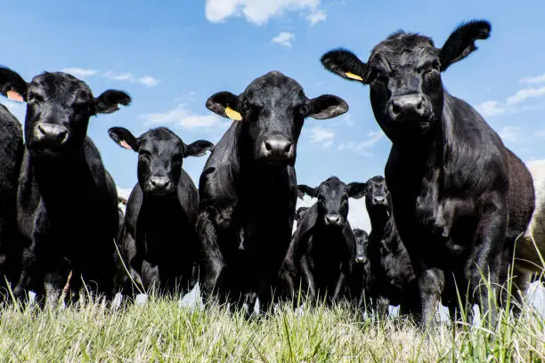 Photo of Black Angus herd - low angle