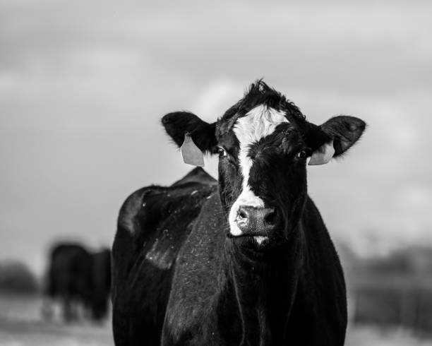 istock Angus crossbred cow close up 932074648