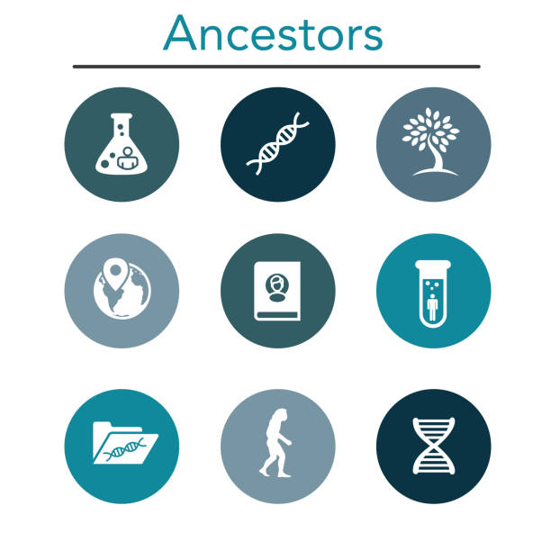 zestaw ikon pochodzenia lub genealogii z albumem drzewa genealogicznego, dna, zlewkami itp. - tree root family tree family stock illustrations