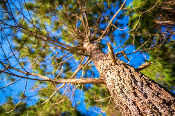 istock pine wood select focus to bottom of tree 932077552