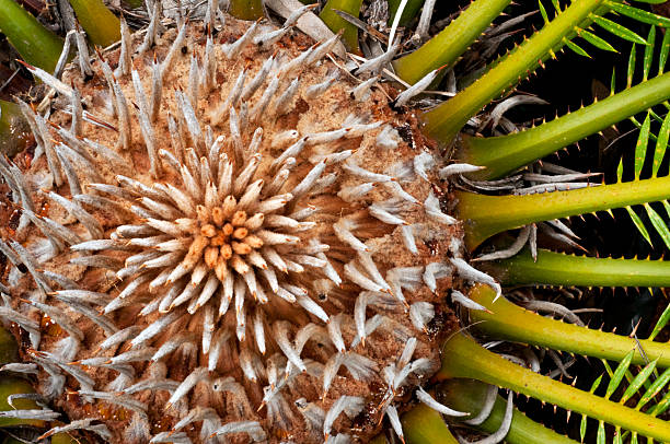 Cycas revoluta stock photo