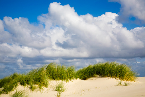 Sand dune with marram grass under a blue sky with clouds in summer. Langeoog, East Frisian Islands, Lower Saxony, Germany