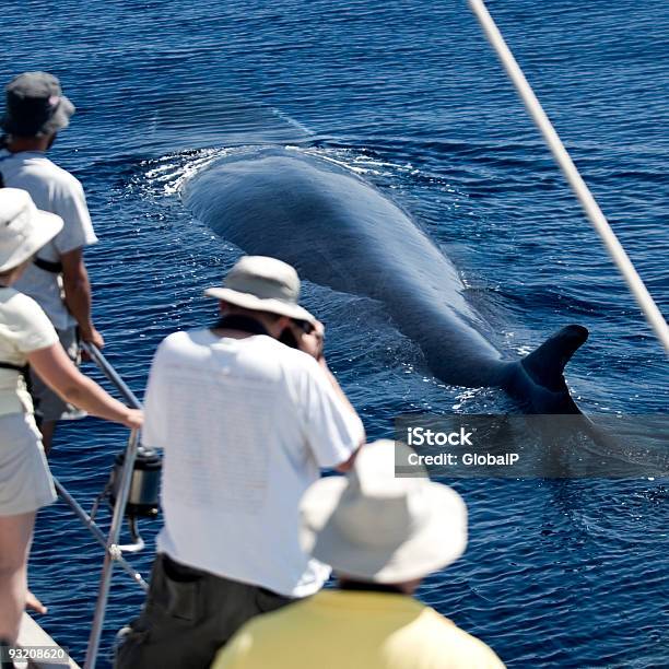 ホエールウォッチング - クジラのストックフォトや画像を多数ご用意 - クジラ, 監視, カッコいい