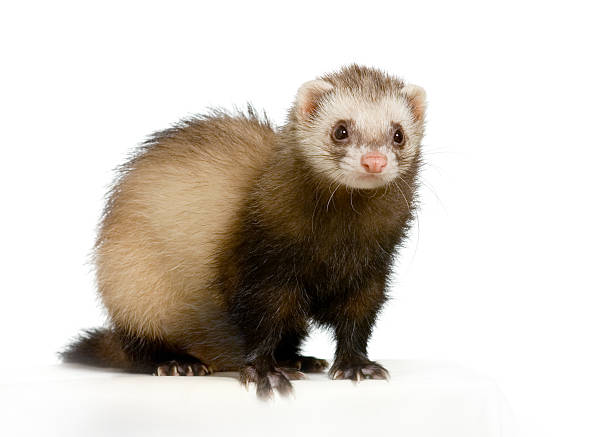 istock Cute small ferret on white floor and white background 93208669