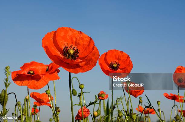 Poppies - カラフルのストックフォトや画像を多数ご用意 - カラフル, カラー画像, ケシ